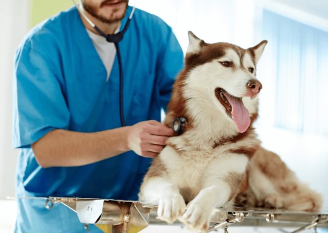 Comprehensive Guide to Pets: Care, Types, and Benefits of Pet Ownership